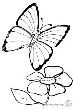 butterfly150px